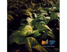 Табак Nuggle T-Zero 25г Акцизный Табак Nuggle T-Zero 25г Акцизный